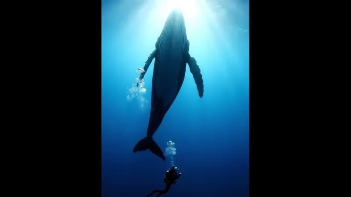 摸金玦之守护人免费观看 - 深蓝星球：探索海洋深处的未知世界